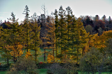早朝の末の木立。自然豊かな郊外の秋の朝。