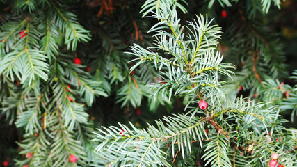 Fototapeta premium Red yew berry with green needle-like leaves grows in autumn in the Park . type of plant yew berry