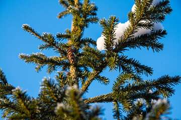 Green spruce with cones with snow and frost on a blue sky background, close-up, winter still life