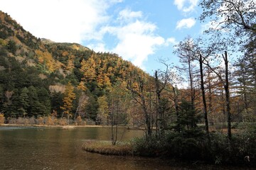 Fototapeta premium 上高地の紅葉 