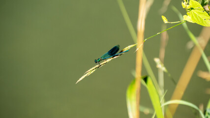 blue dragonfly on a green leaf