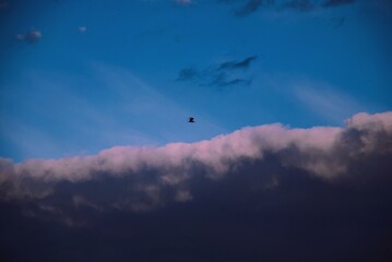 Pink clouds and blue sky, bird flying over the clouds, amazing landscape 
