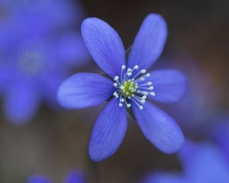 Liverleaf  - Hepatica nobilis