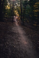 Fototapeta premium Sunlight and sunshine, sunlight through trees, footpath in the forest, path, magic forest