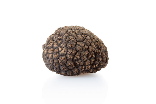 Single black truffle isolated on white, clipping path included