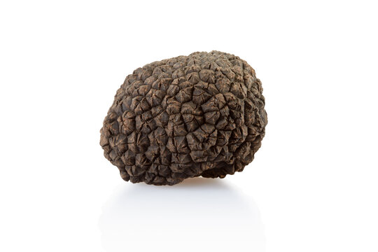 Single black truffle isolated on white, clipping path included