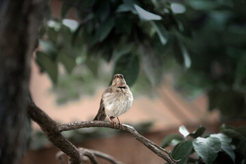 sparrow on a branch