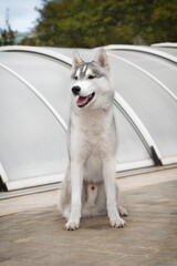A portrait of young Siberian Husky male dog. The dog is sitting on grey lines, a grey pool pavilion, and green trees are behind him. He is very attentive; his eyes are brown; fur is grey and white.