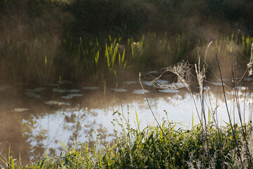 Indian summer spider web in the morning sun
