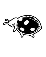 lady bug for black