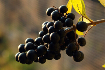 Privet berries and leaves, Ligustrum vulgare