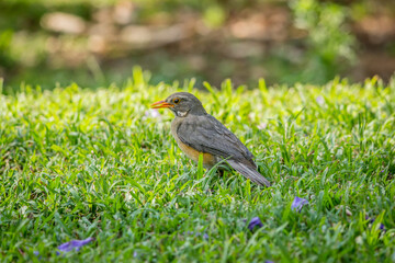 Garden Birds of Southern Africa