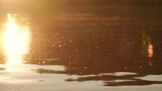 Abstract natural 4k video background. Soft peaceful water of river or lake in magic sunset or sunrise sunlight.