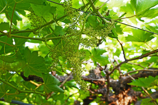 Flowering stage Grapes
