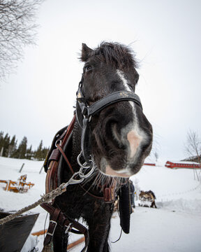 horses with sleigh
