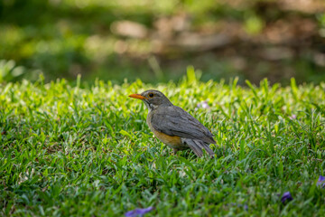 Garden Birds of Southern Africa