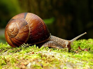 Snail