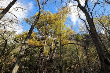 上高地の紅葉
