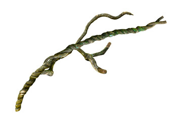 A big tree root overgrown with green moss, isolated on white background with clipping path included. Floral Desaign. HD Image and Large Resolution. can be used as wallpaper