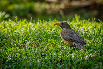 Garden Birds of Southern Africa