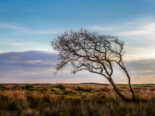 October view over Bursdon Moor, Hartland, North Devon, England, UK.