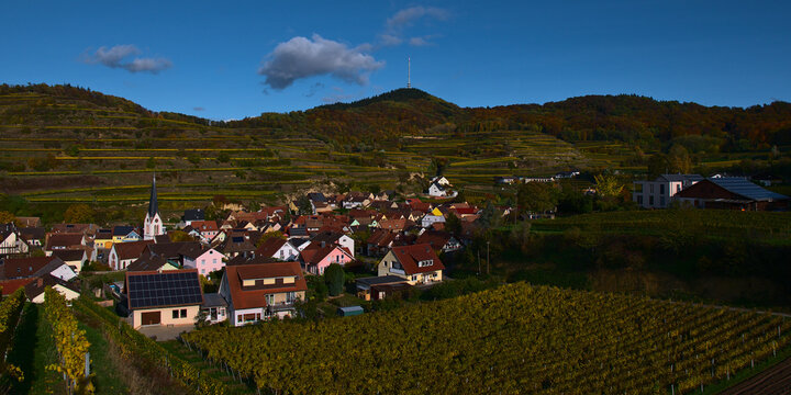 Panoramic view in the autumnal afternoon light of small village Bickensohl located in Kaiserstuhl, Germany surrounded by beautiful and multi-colored terraced vineyards with blue sky in fall.