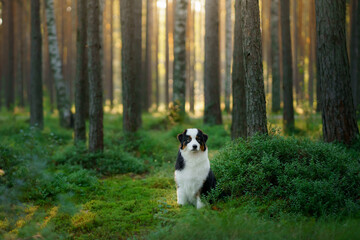 dog in a pine forest. Australian Shepherd in nature. sunny Landscape with a pet. 