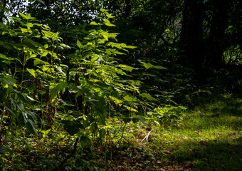 A beautiful green forest glade lit up by a sunbeam. Picture from Scania county, southern Sweden
