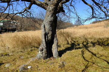 野原にある大きな木