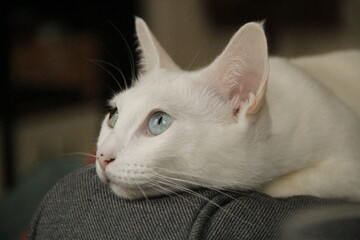 white cat portrait with blue eyes