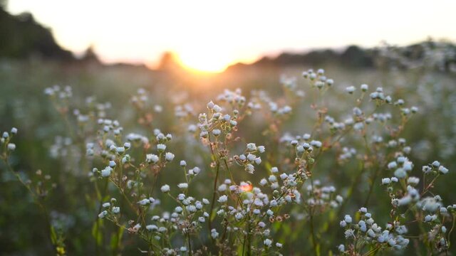 Beautiful sunny green field and white wild flowers isolated in soft sunset or sunrise delicate sunlight. Abstract natural video background.