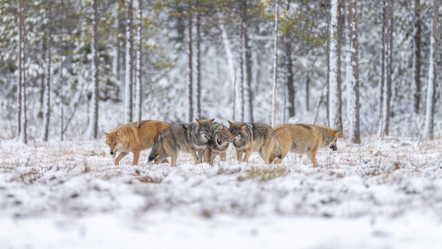 Grey wolf in Finnish taiga forest near Russian border.