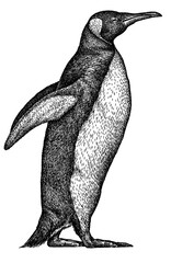 black and white linear paint draw penguin illustration © Turaev