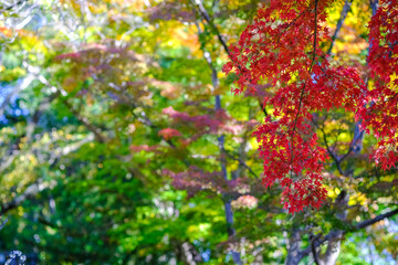 懐古園の紅葉