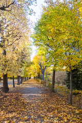 autumn tree alley 
