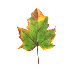Colorful green maple leaf on white background. Hand drawn watercolor illustration.