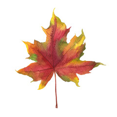 Colorful red maple leaf on white background. Hand drawn watercolor illustration.