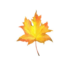 Yellow maple leaf isolated on white background. Hand drawn watercolor illustration.