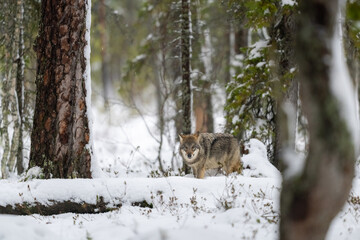 Naklejka premium Grey wolf in Finnish taiga forest near Russian border.