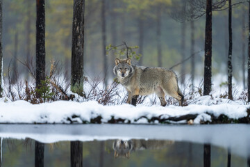 Grey wolf in Finnish taiga forest near Russian border. - obrazy, fototapety, plakaty