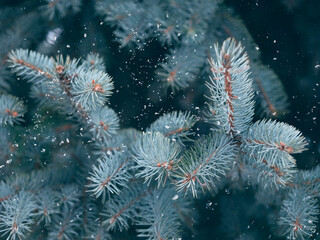 Beautiful evergreen blue spruce branches close up as a christmas background with snow, with a...