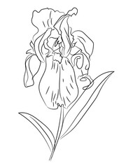 Iris flower line art vector illustration on white background. Black and white botanical vector illustration.
