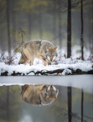 Grey wolf in Finnish taiga forest near Russian border.