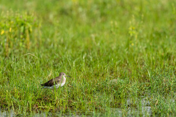 wood sandpiper or Tringa glareola in green grass at wetland of keoladeo national park or bharatpur bird sanctuary rajasthan india
