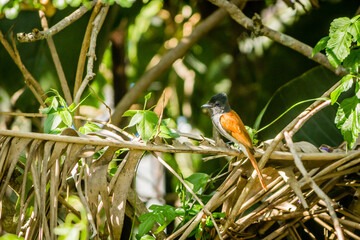 Garden Birds of Southern Africa
