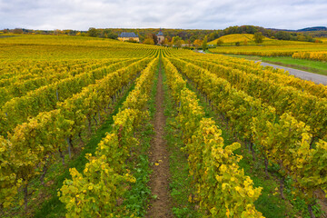 Yellow discolored vines in the vineyards near Oestrich-Winkel / Germany in the Rheingau and Vollrads Castle in the background