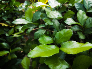 fresh green leaves in a garden