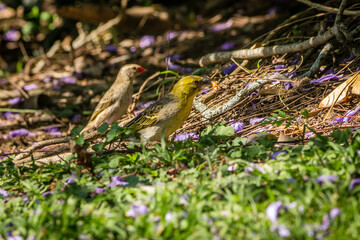 Garden Birds of Southern Africa