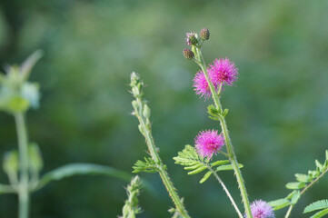 Pink mimosa pudica flower and buds in the morning