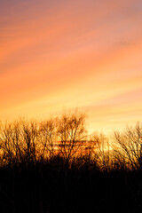 Fototapeta premium Natural Sunset with trees silhouette. Bright Dramatic Sky And Dark Ground. Warm Colours. Tree silhouetted against a setting sun. Photo of the sky. Background with sky
